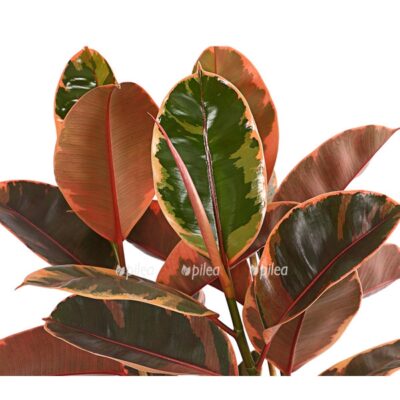 8649535 pr de 001 ficuselasticabelizet27dehnerexpressherzig
