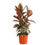8649535 pr fs 001 ficuselasticabelizet27dehnerexpressherzig