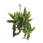 8650236 we fs 001 sinnblumeaeschynanthusrastadehnerexpressherzig