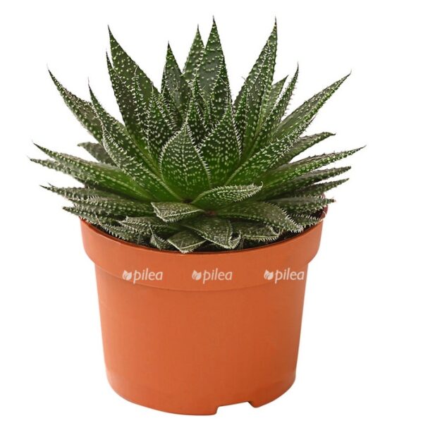 8670986 pr fs 001 aloearistatat10dehnerexpressherzig e1602277401703