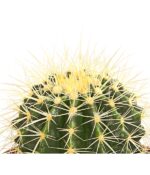 8672909 we de 001 echinocactusgrusoniit12dehnerexpressherzig