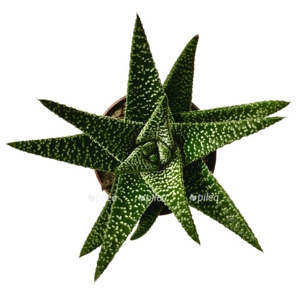 86924 00 bakie 20140213141544 1 1 e1605295637760