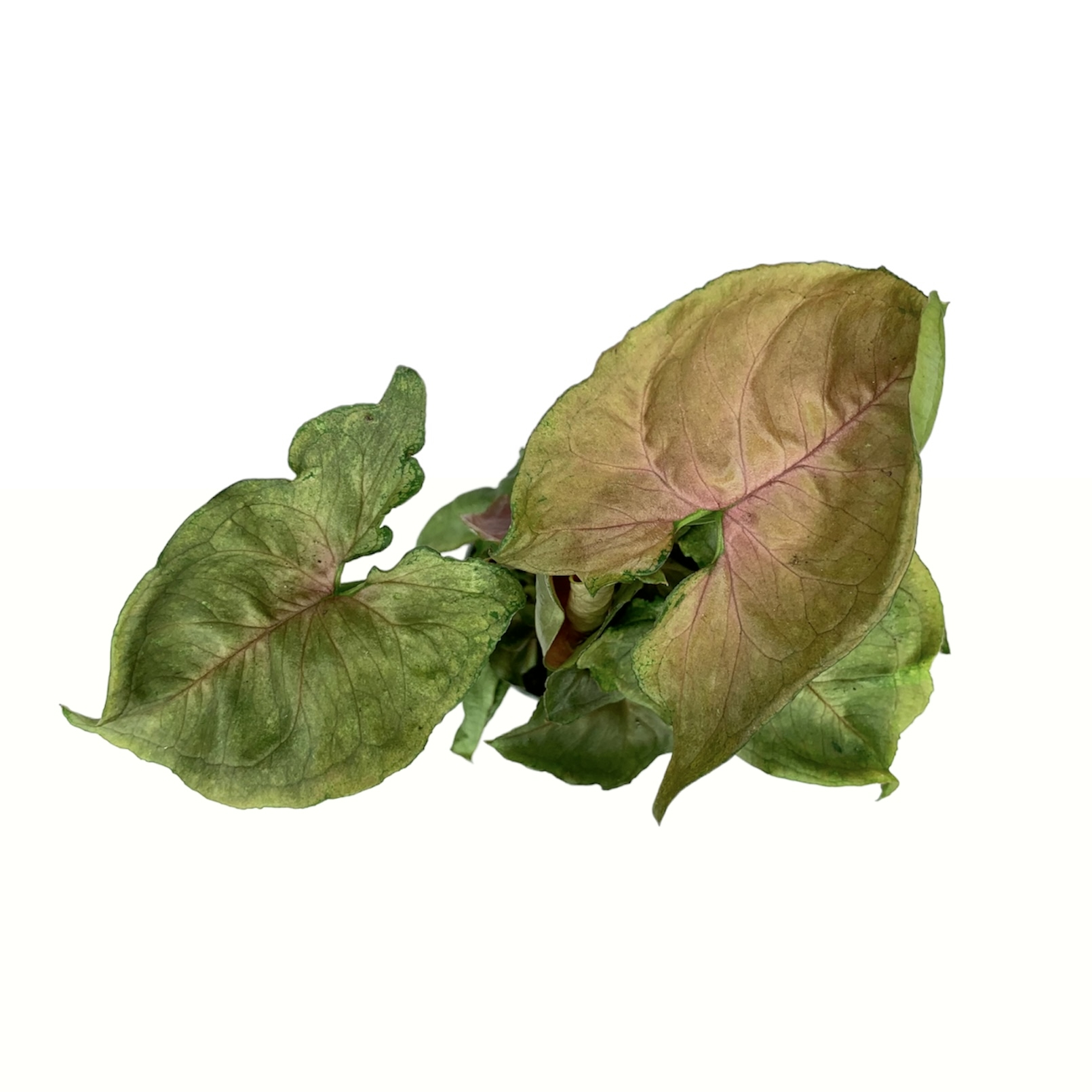 86b7dff6 3c4f 4787 8370 ad3c93320f3d