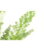 8700817 pr de 001 fuchsschwanzspargelasparagusdensiflorusmeyerit17dehnerexpressherzig