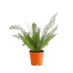 8700817 pr fs 001 fuchsschwanzspargelasparagusdensiflorusmeyerit17dehnerexpressherzig
