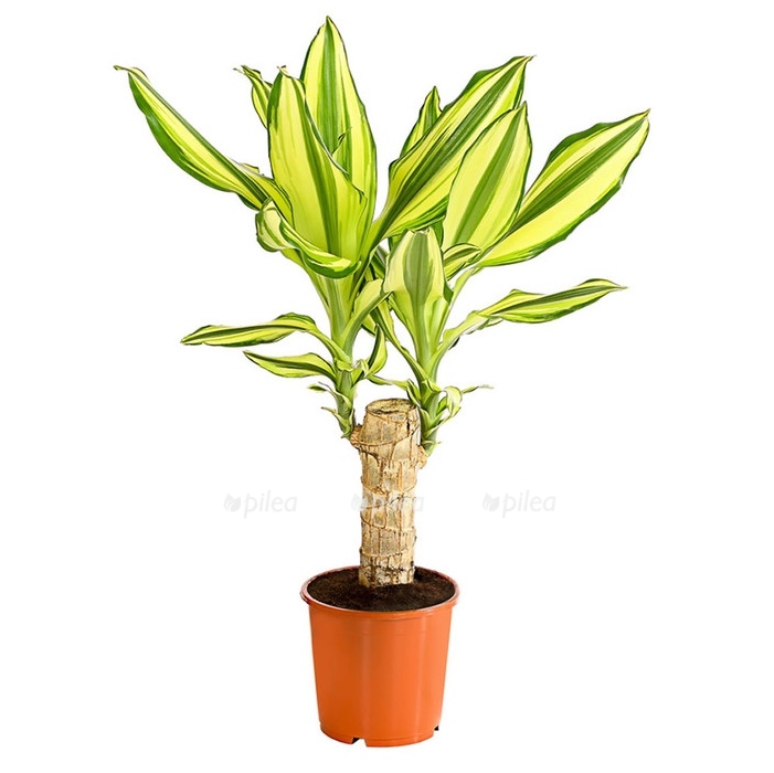 8702110 pr fs 002 dracaenayellowcoastdrachenbaumt11dehnerherzig