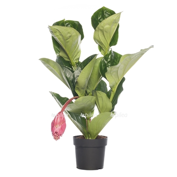 Мединилла Магнифика купить