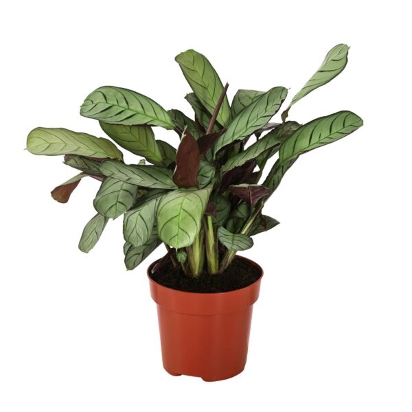 8720930 pr fs 001 ctenantheamagrist12 dehnerexpressherzig e1606037024131