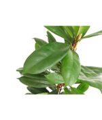 8721516 pr de 001 ficuscyathistipulat24dehnerexpressherzig