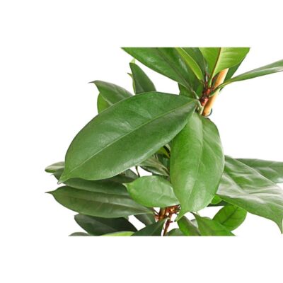 8721516 pr de 001 ficuscyathistipulat24dehnerexpressherzig