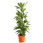 8721516 pr fs 001 ficuscyathistipulat24dehnerexpressherzig