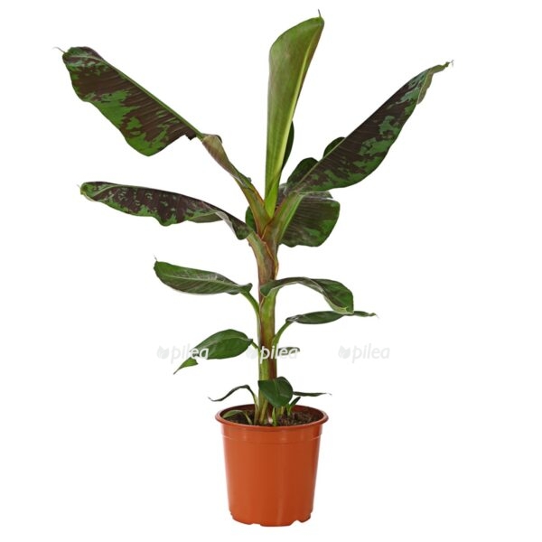 8735920 pr fs 001 bananemusacavendisht21dehnerexpressherzig e1677517369778