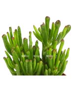 8738981 we de 001 crassulahobbitt10dehnerexpressherzig