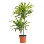 8756348 pr fs 001 drachenbaumdracaenafragranslemonlime2ertufft17gutewahldehnerexpressherzig