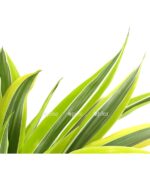 8756348 we de 001 drachenbaumdracaenafragranslemonlime2ertufft17gutewahldehnerexpressherzig