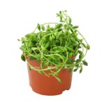 Сенецио Херреанус купить