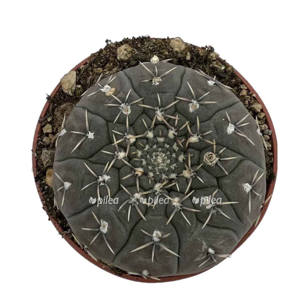 87b62f49 8f0f 4403 93d9 78470f6b8bb5