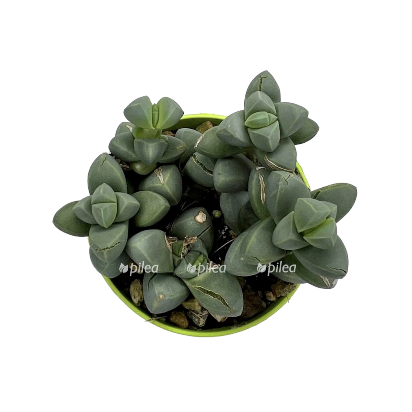 880d2199-8cbb-4623-b843-695d71ebdef1.jpeg 880d2199 8cbb 4623 b843 695d71ebdef1