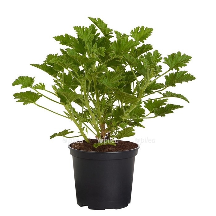 8813198_pr_fs_001_pelargoniumduftgeraniezitronedehnerexpresszs.jpg