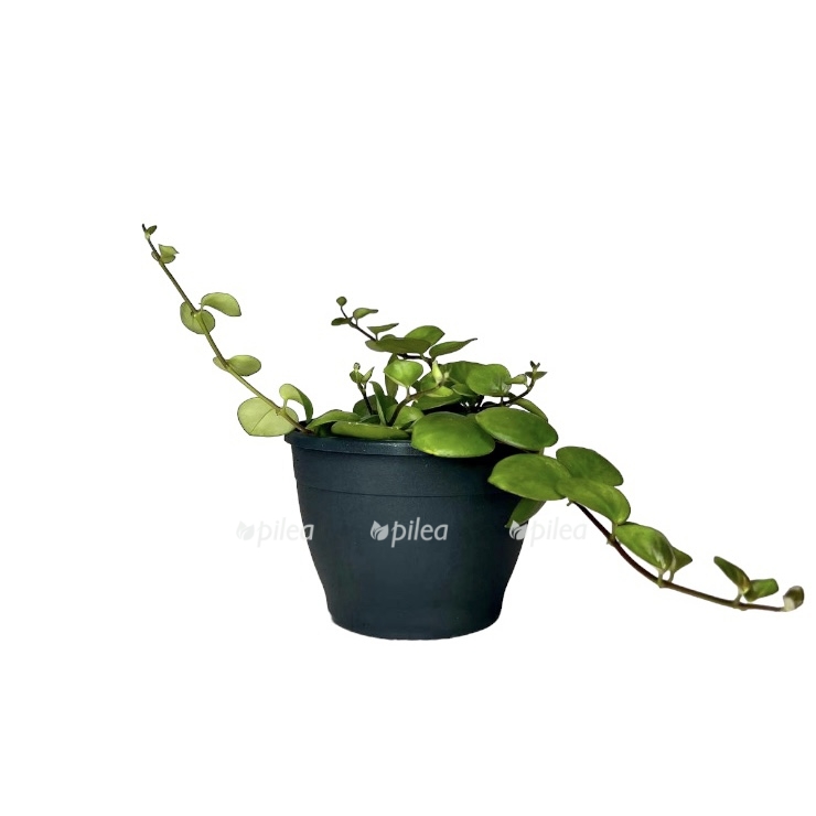 89d3c08c 6223 4cb8 b7cd 4122a4f6bd32