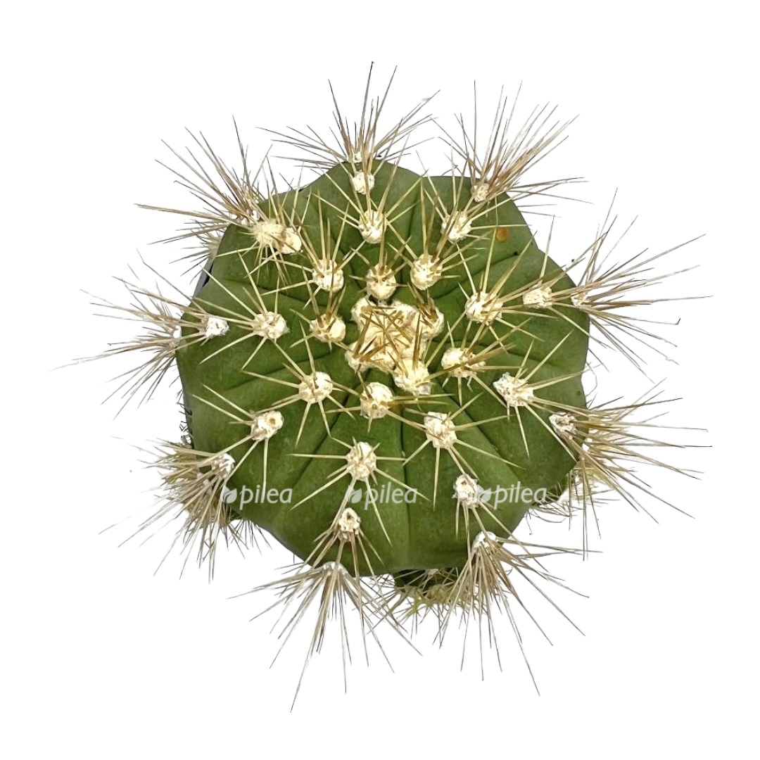 8aeb451a b50a 4dbc b13d 95ff35d91060