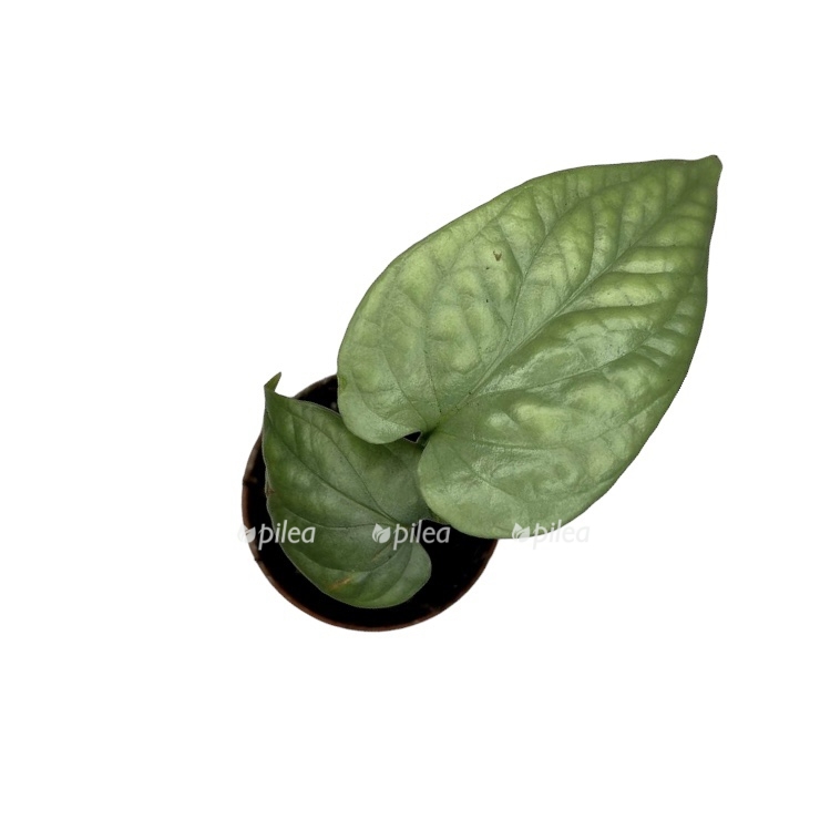 8b1a25bf fba9 4428 815d fe37ae1d8886