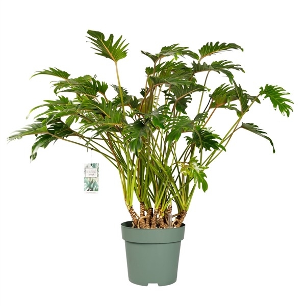 8d49b714 97a5 4961 a6c8 f76e2e9f6398