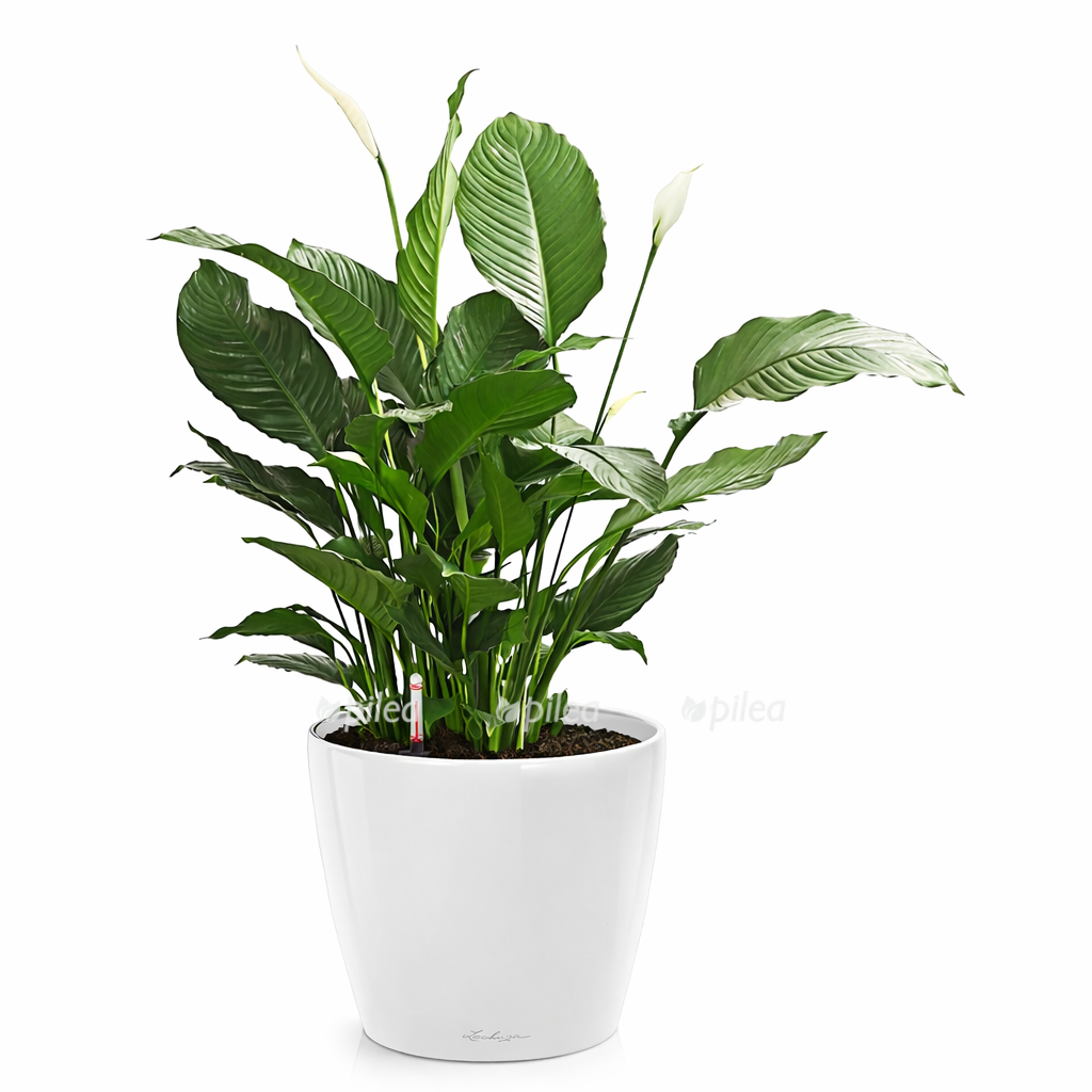 9108e77a 4948 4c36 a2ff c6198f936c06 1