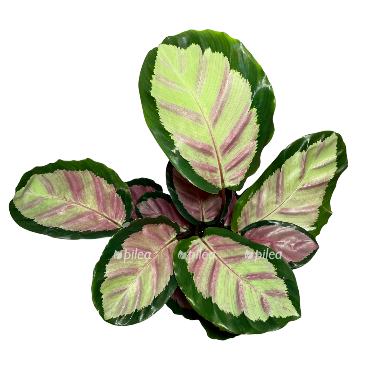 91337ac7 6cb0 4634 b505 998dffc94e84