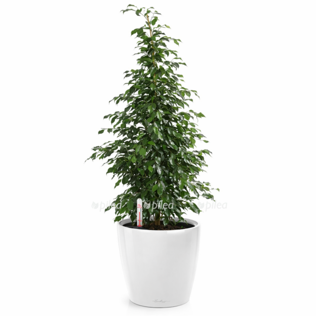 931ccbc0 10cd 4893 ae30 7b4cdf8f556c e1768237797537