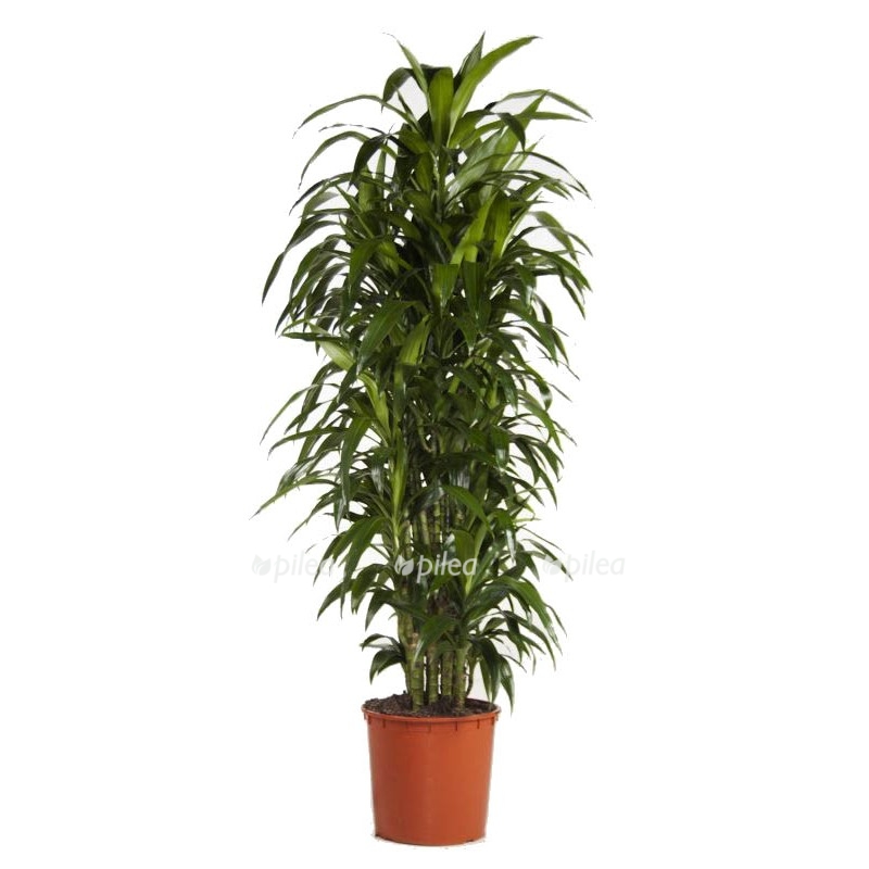 935265e8 8b78 4b45 b244 86eb7d2ef3cd