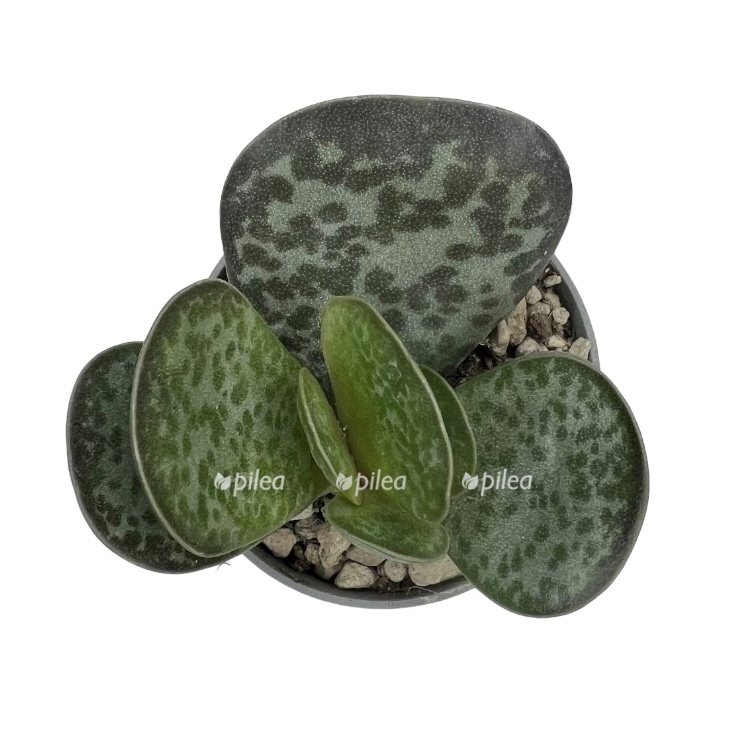 96482e4c 8308 48ce b9aa f90a4377aa15