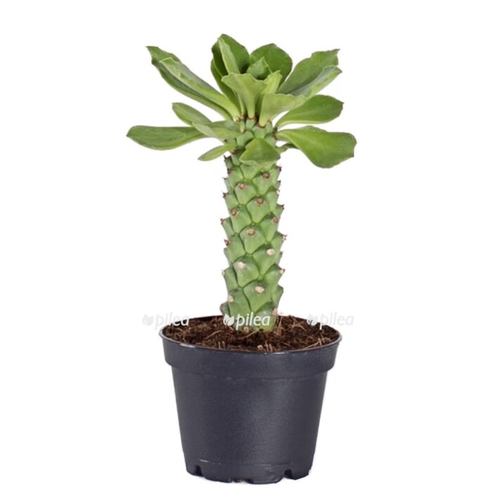 9657ec51 5d2a 439b aa7c 3aaf1c9446e9 e1680492696629