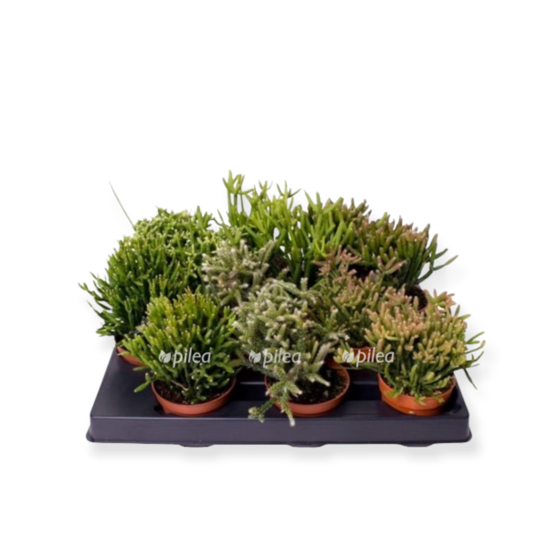 9716a0a0 251b 4792 b7a2 d7afbe165b8f e1649154146409