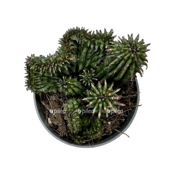 972b5608 1492 4751 bb69 f40485605e5b e1680492947516