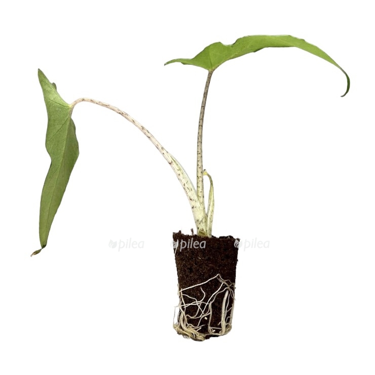 9c1a6346-c51f-4993-bf7b-d4c6d4269740.jpeg 9c1a6346 c51f 4993 bf7b d4c6d4269740