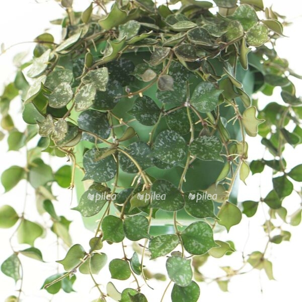 9ce43484 66db 4a15 b897 f373e2ff3812 e1629617510225