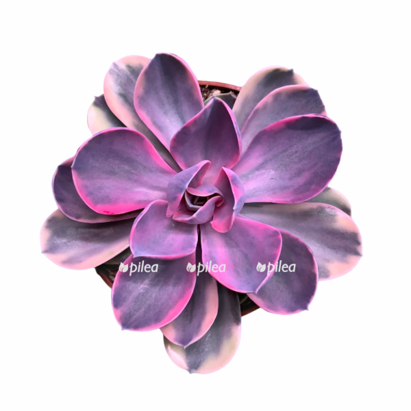 9daf130f 2a3b 4a47 802b af77e430d09b e1603814975438