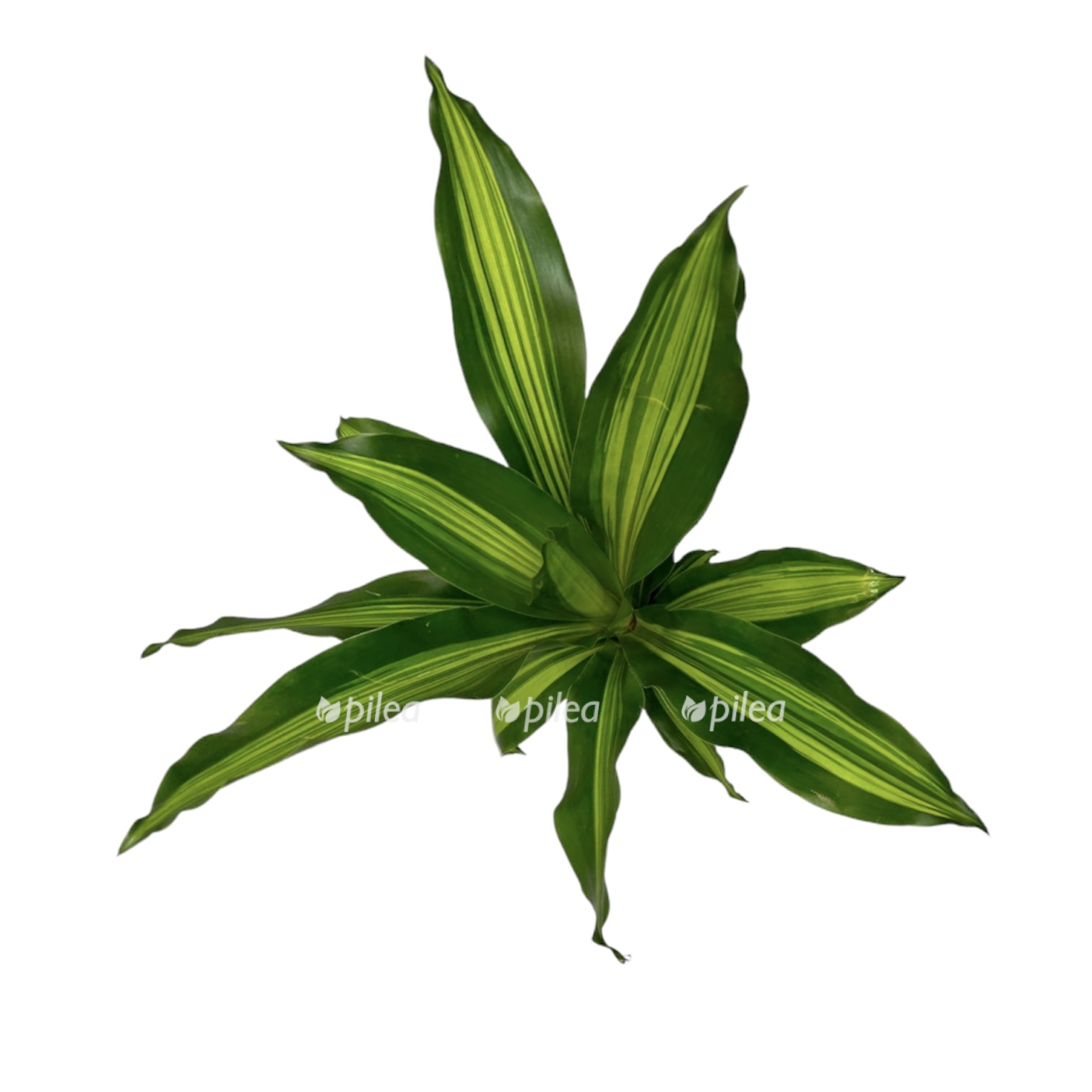 9e9370e3 8c87 4f7c 81e8 fe471fc2194a