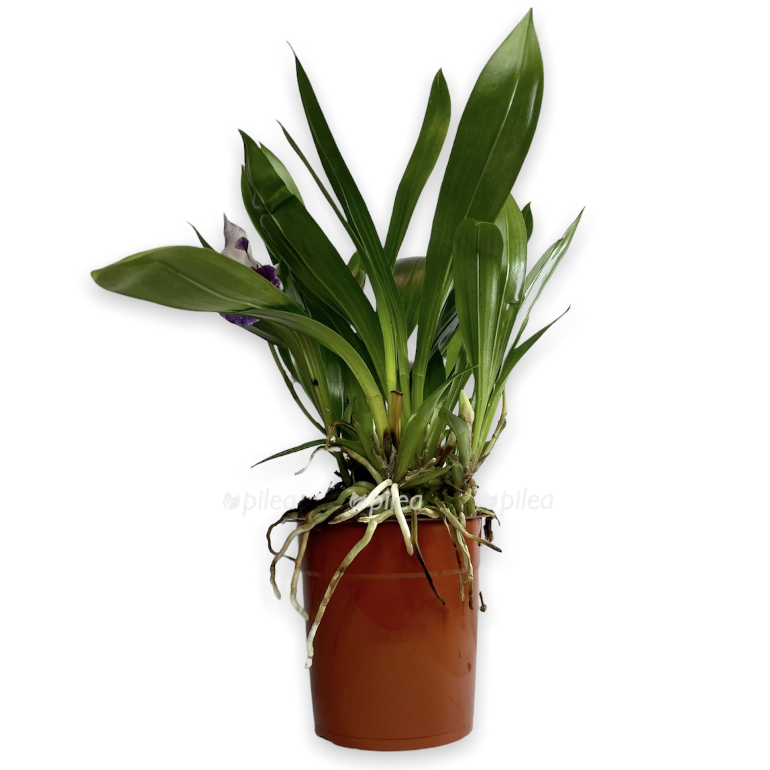 9fc0b992 0dcd 4f0e 84b3 93a03cc0fe7f