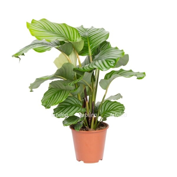 9koyh3myhfvsze3 e1666039383309