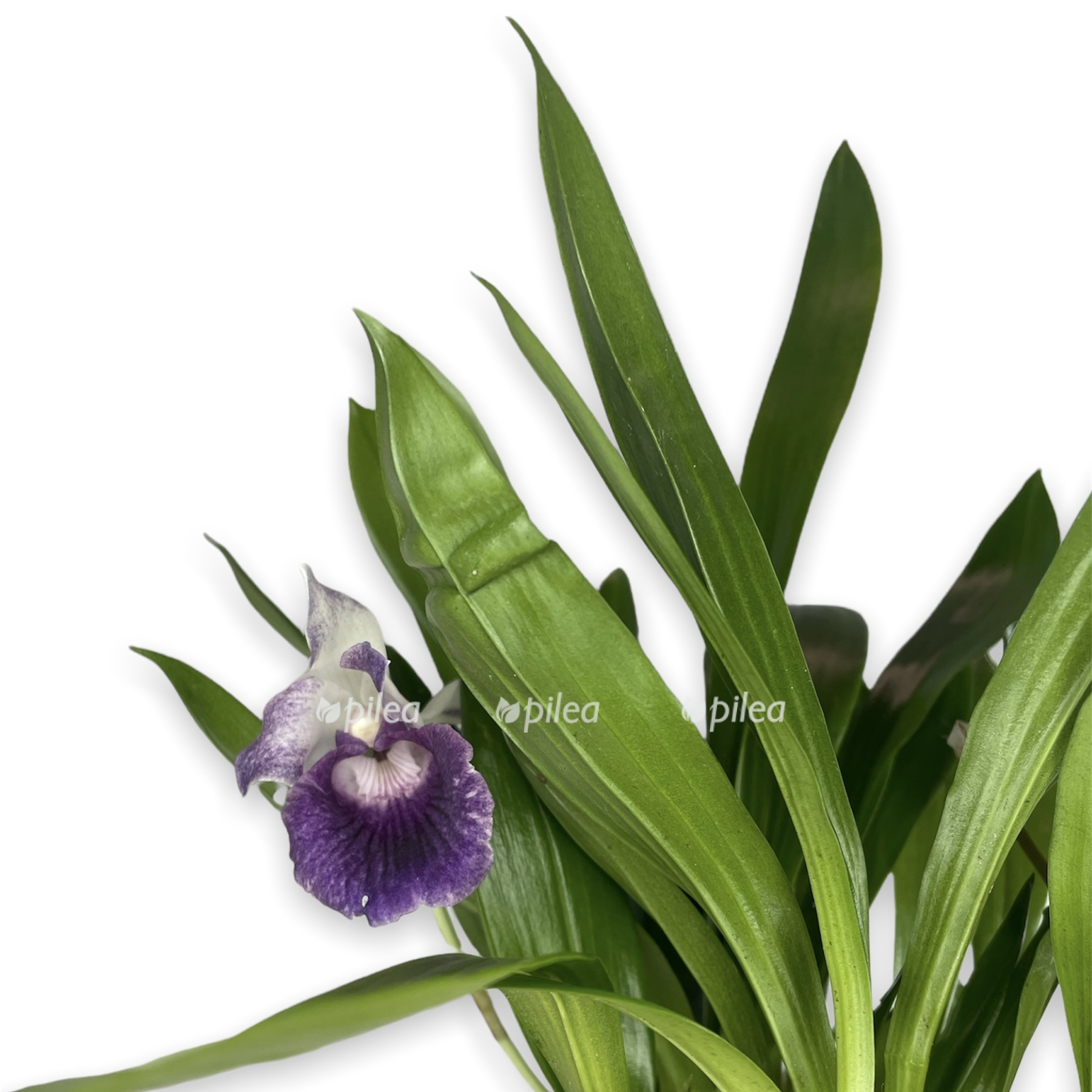 a0addd1d cea6 4942 ae5c 44b686dbe8db