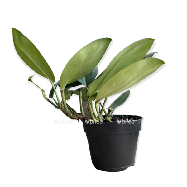 a3068e0b 5058 4a78 904c 02222da8411f e1641922497814