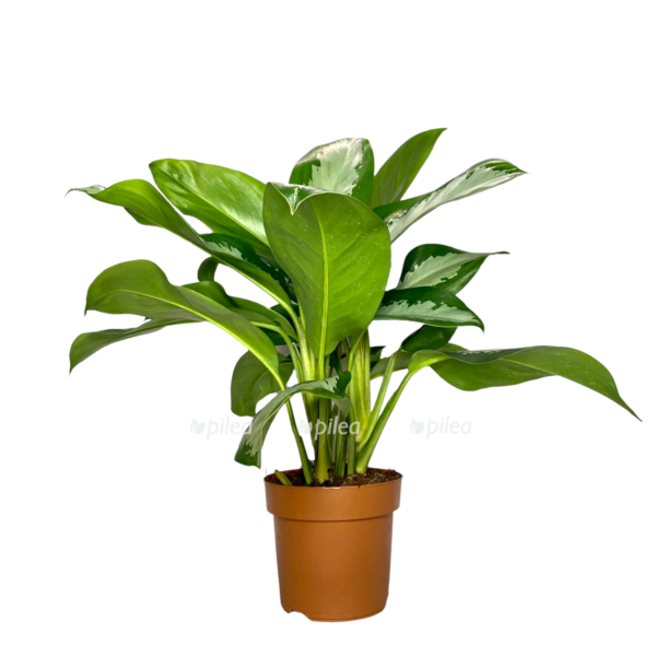 a3792acd d940 432d 8571 84d6dd713039 e1650366112374