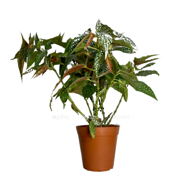 a399ca43 a823 4f69 a152 549a7ee5d37f e1650213674494