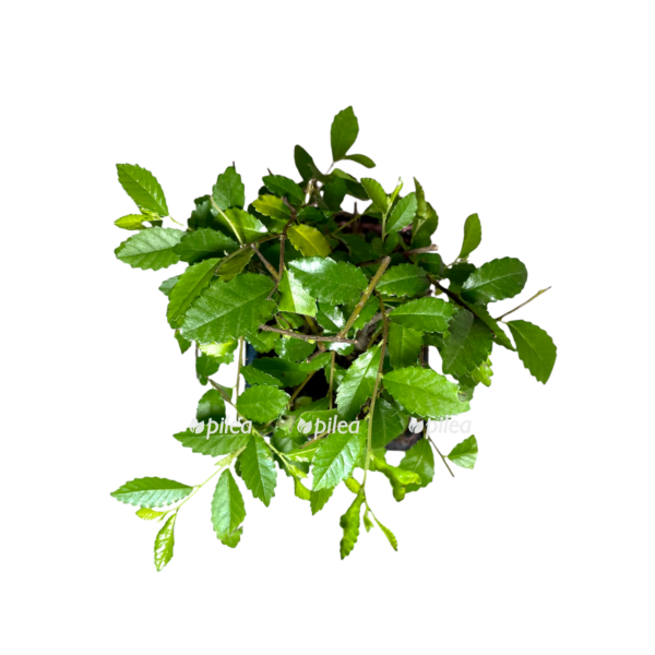 a4e76bd2 ca85 4a6f bee4 9b3ef90a624c e1650216507510