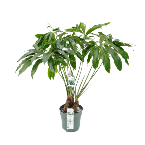 a5561043 036f 4e39 9258 4f51f9c6b919 e1609409033733