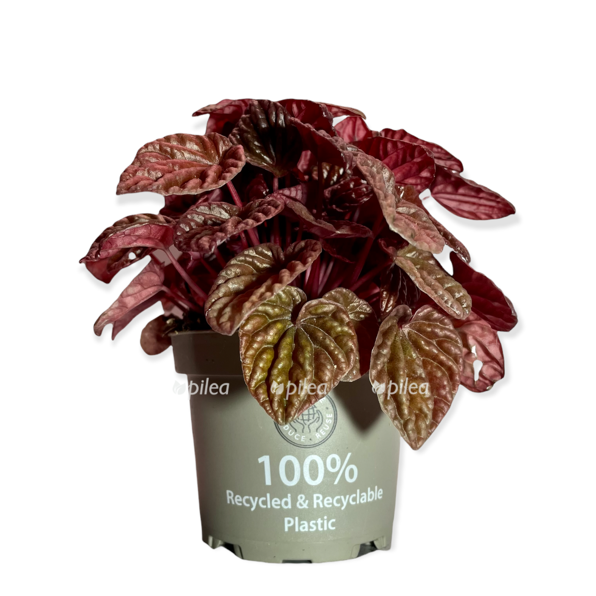 a67c6a7b 0c92 4c9b b16c 953eb43845e6