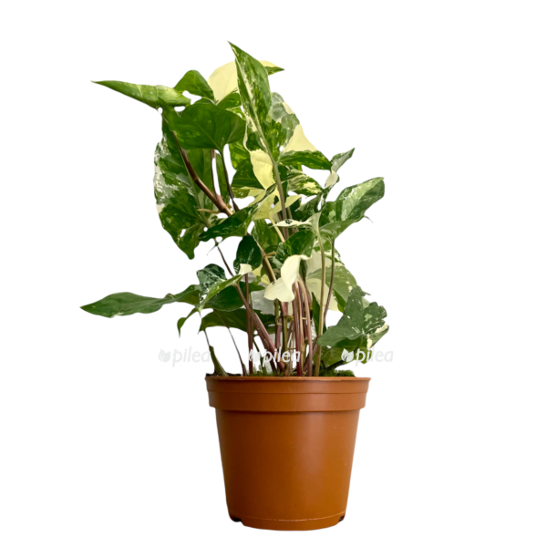 a7046748 403a 43f0 b0a0 d791e7c25990 e1678861835348