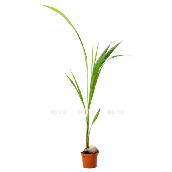 a7202c61-43d8-4801-81c1-1770eba1c5fa-e1600887902187.jpg a7202c61 43d8 4801 81c1 1770eba1c5fa e1600887902187